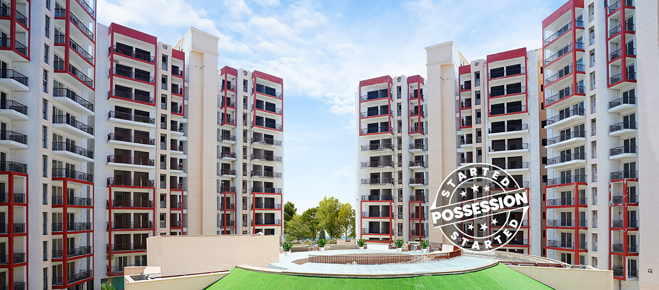 Orris Aster Court Premier