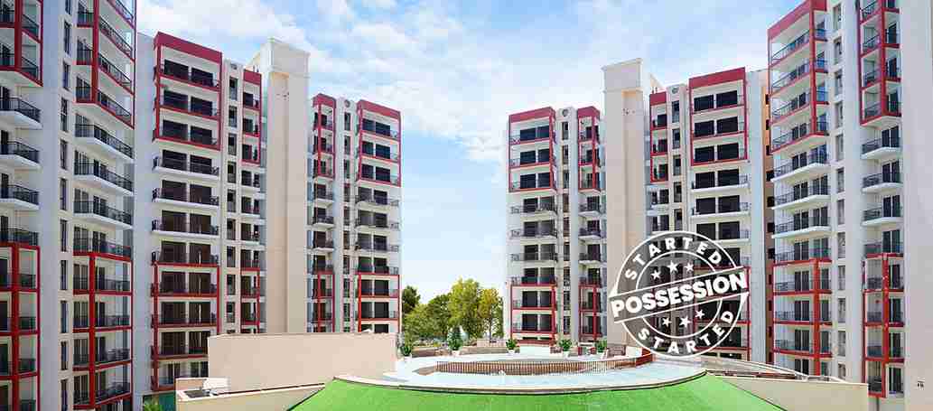 Orris Aster Court Premier